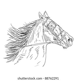 Vector version. Black horse silhouette isolated on white for design.