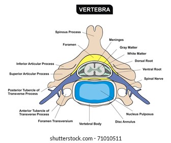 Vector Vertebra Diagram Showing Parts of Vertebra Useful For Medical Education and Clinics