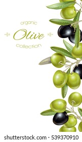 Vector vertical banner with ripe black and green olives on white background. Design for olive oil, natural cosmetics, health care products. With place for text