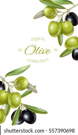 Pancarta vertical vectorial con aceitunas negras y verdes maduras sobre fondo blanco. Diseño de aceite de oliva, cosméticos naturales y productos sanitarios. Con lugar para texto