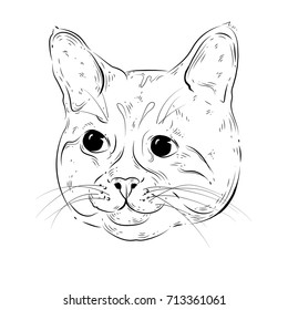 Vector very detailed cute cat face isolated on white background