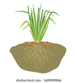 Vector Of Vetiver Grass Roots And Soil.