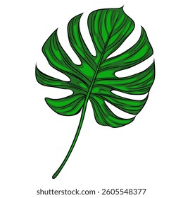 A vector vibrant green monstera leaf with distinct split leaves and a long stem, showcasing a tropical and lush appearance.