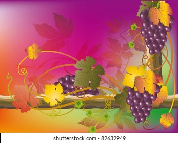 vector vine