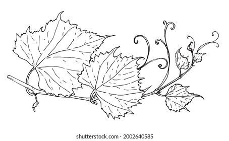 Vina vectorial. contorno aislado de color negro, rama curvada de uvas de vino con hojas y tendriles dibujados a mano en forma de boceto sobre un fondo blanco para una plantilla de diseño, empaque, etiquetas