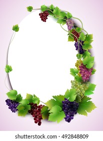 vector. Vines with bunches of grapes convoluted shape oval