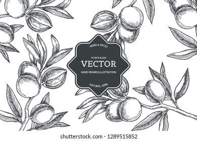 Vector vintage background with almond branch. Hand drawn texture with fruit on tree isolated on white.