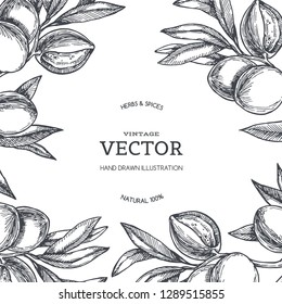 Vector vintage background with almond branch in engraving style. Hand drawn texture with fruit on tree.