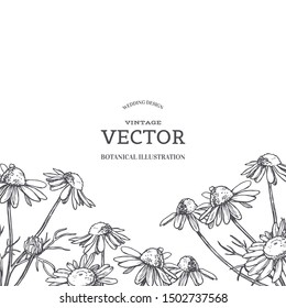 Vector vintage background with chamomile flowers. Hand drawn texture with camomile in engraving style. Botanical illustration.