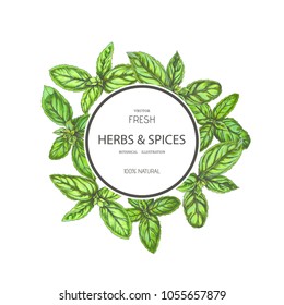 Vector vintage background with fresh basil leaves. Label template with branch of spice herb.