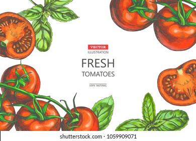 Vector vintage background with fresh vegetables border on white. Color hand drawn illustration with tomatoes on vine and basil leaves in sketch style. Template for label or card design