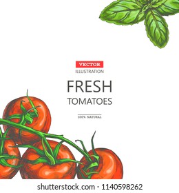 Vector vintage background with fresh vegetables border on white. Color hand drawn illustration with full and halves tomatoes and basil leaves in sketch style. Template for label or card design.