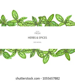 Vector vintage background with green basil leaves. Hand drawn color botanical illustration with spice herb. Texture with floral border