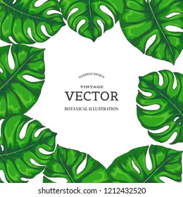 Vector vintage background with green monstera leaves isolated on white background. Plants in engraving style. Hand drawn color botanical illustration for tropical design
