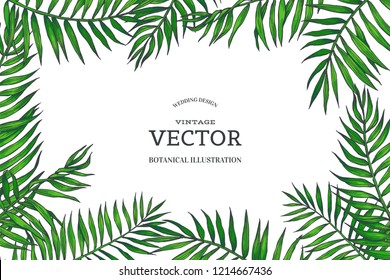 Vector vintage background with green palm leaves. Tropical plants in engraving style. Hand drawn color botanical illustration for invitation or greeting card design