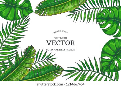 Fondo vectorial vintage con palma verde y hojas monsteras. Plantas tropicales de estilo grabado. Dibujo botánico de color dibujado a mano para el diseño de la invitación o la tarjeta de felicitación