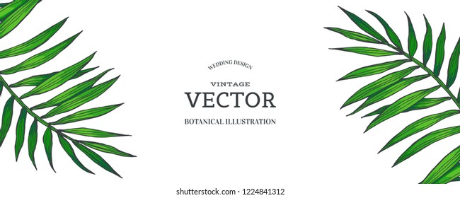 Vector vintage background with green palm leaves. Tropical plants in engraving style. Hand drawn color botanical illustration for invitation or greeting card design