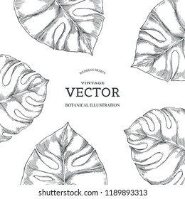 Vector vintage background with monstera leaves isolated on white background. Plants in engraving style. Hand drawn botanical illustration for tropical design