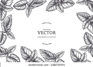 Vector vintage background with peppermint border. Hand drawn botanical texture with mint leaves in engraving style.