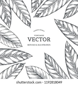 Vector vintage background with plumeria leaves isolated on white. Fresh foliage in engraving style. Hand drawn botanical illustration of tropical plant.