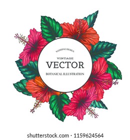 Vector vintage background with red tropical flowers on white. Botanical color hand drawn illustration of hibiscus in engraving style for wedding or greeting design.