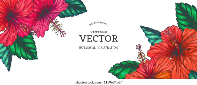 Vector vintage background with red tropical flowers on white. Botanical color hand drawn illustration of hibiscus in engraving style for wedding or greeting design.