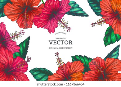 Vector vintage background with red tropical flowers on white. Botanical color hand drawn illustration of hibiscus in engraving style for floral card design.