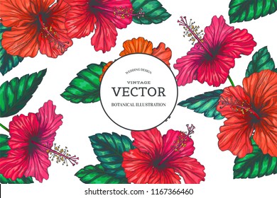 Vector vintage background with red tropical flowers on white. Botanical color hand drawn illustration of hibiscus in engraving style for floral card design.