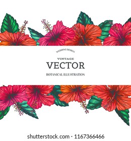 Vector vintage background with red tropical flowers on white. Botanical color hand drawn illustration of hibiscus in engraving style for floral card design.