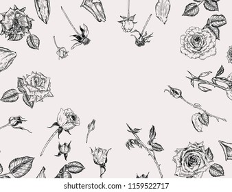 Vector vintage background with roses. Hand drawn graphic template for birthday, business, anniversary, wedding, party invitation, holidays.