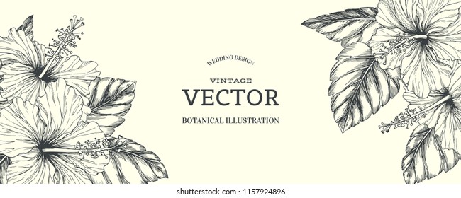 Vector vintage background with tropical flowers on white. Botanical hand drawn illustration of hibiscus in engraving style for wedding or greeting card design