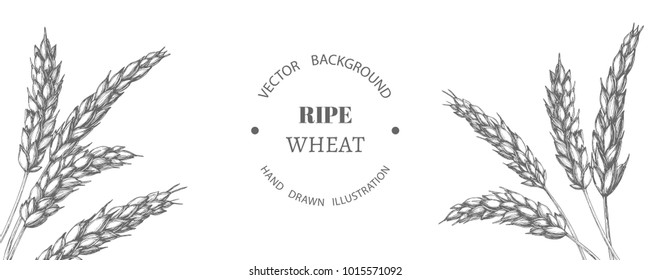 Vector vintage background with wheat ears. Botanical hand drawn illustration of spikelets in engraving style for bakery or oil design. Cereal crop sketch