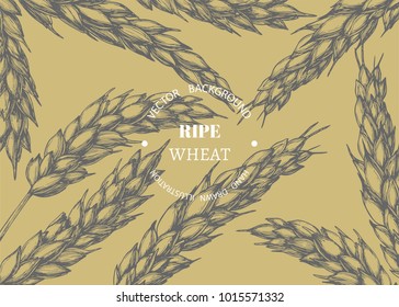 Vector vintage background with wheat ears. Botanical hand drawn illustration of spikelets in engraving style for bakery or oil design. Cereal crop sketch