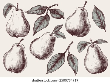 Vector vintage black simple sketch illustrations set of grape isolated on white background. Linear flat vector illustration. Decorative elements. Vector isolated illustration.