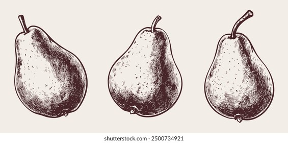 Vector vintage black simple sketch illustrations set of grape isolated on white background. Linear flat vector illustration. Decorative elements. Vector isolated illustration.