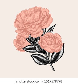 Vector vintage blooming pink peonies. Perfect for greeting cards, invitations, decoration etc.