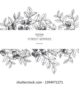 Vector vintage botanical background with blueberry branches in engraving style. Hand drawn texture with forest berries isolated on white.