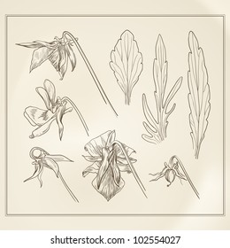 Vector vintage botanical illustration depicting the viola tricolor