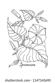 Vector vintage Botanical illustration. Morning glory or Ipomoea is made in black and white for self colouring.