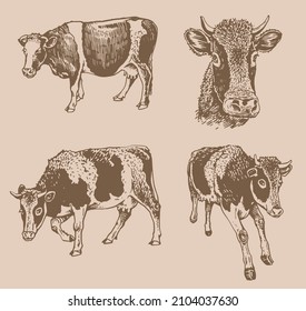 Vector vintage collection of cows , cattle farm animal, graphical milky cow cover