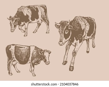 Vector vintage collection of cows , cattle farm animal, graphical milky cow cover