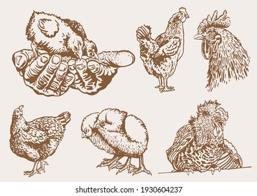 Vector vintage collection of roosters and hens,sepia background,farm bird