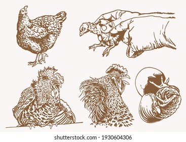 Vector vintage collection of roosters and hens,sepia background,farm bird