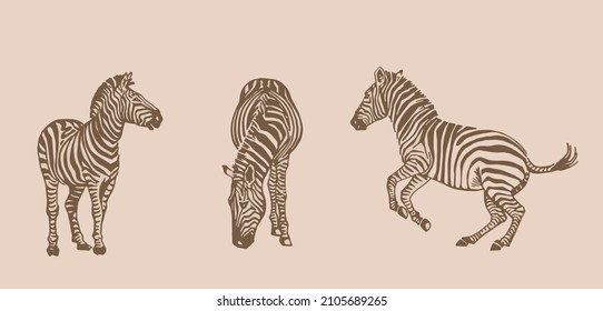 Vector vintage collection of zebra , graphical illustration