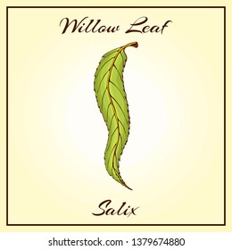 Vector vintage colored engraved illustration of willow leaf. Green leaf on begie background.  