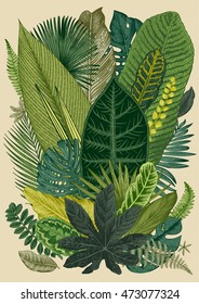 Vector vintage composition. Exotic leaves. Botanical classic illustration.