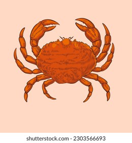 Vector vintage crab drawing. Hand drawn seafood illustration. Great for menu, poster or label.