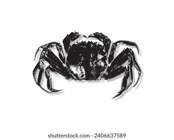 Vector vintage crab drawing. Hand drawn monochrome seafood illustration. Great for menu, poster or label.
