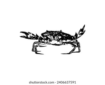 Vector vintage crab drawing. Hand drawn monochrome seafood illustration. Great for menu, poster or label.
