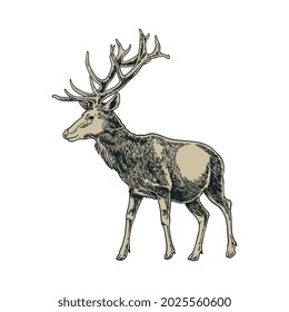 Vector vintage deer in engraving style. Hand drawn illustration with animal isolated on white background. Winter holiday sketchy style drawing. Vector wild animal illustration art